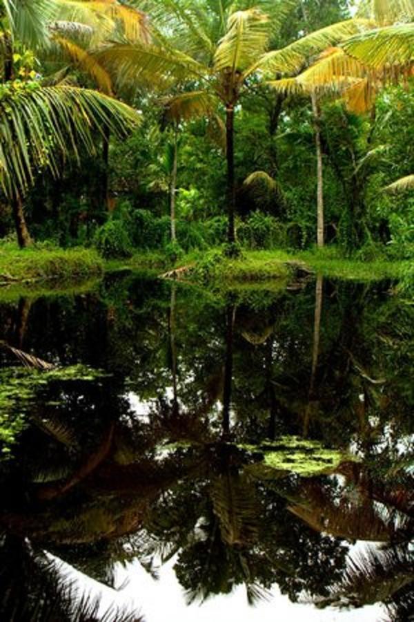 Palathra Heritage Mararikulam Esterno foto
